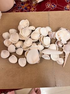 Beads And Shells For Craft