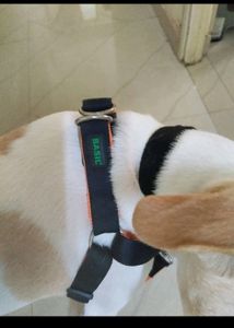 Dog Cloth