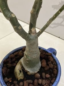 Bonsai  Adenium