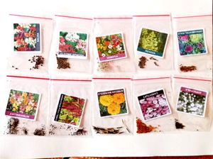Real Flowers Seed