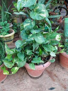 5 Combo Plants
