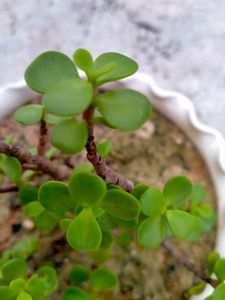 Mini Jade Succulent