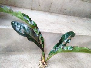 Rare Black Anthurium Glossy Leafs Cutting