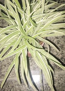 Combo Of Five Plants