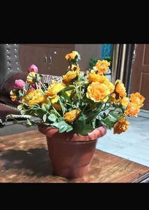 Combo Of Multiple Flower Bunches Without Pot