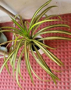 Set 2 Moses In The Cardle &amp; Pandanus veitchiiPlant