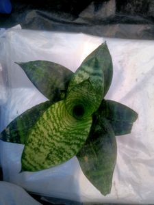 Snape Plant 3pic