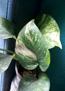 Lucky Money Plant Pothos For Home Decor