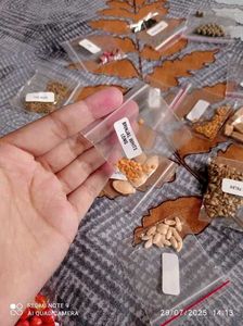 Vegetable Seeds
