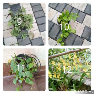 You Can Select 10 Live Root Plants
