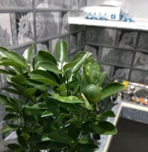 Mini Japanese Orange Plant