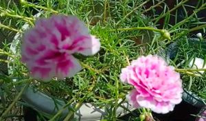 Plants Combo
