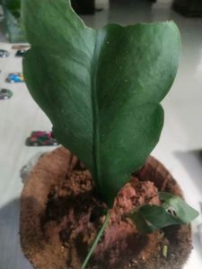 Brhama Kamal Plant