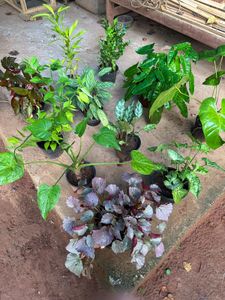 11 Live Root Plants