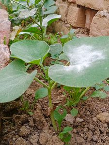 Pumpkin 🎃 Plant 🌵 Under 10 Cm