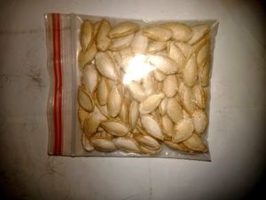 Pumpink Seed Pak100 Seed