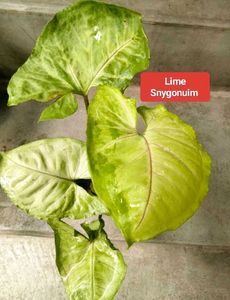 Assorted Expensive  plants offer