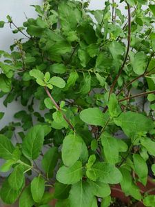 Dried Tulsi Plant Seeds