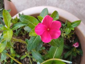 3-4 colours Type Of Nayantara Plants With Roots
