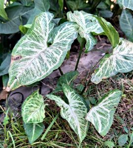 Syngonium plant For Indoor And Outdoor
