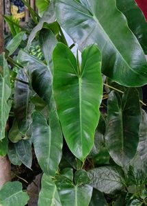 Patriciae Plant