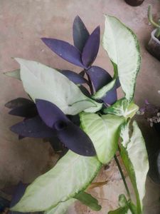 Combo Of 2 Beautiful Plant With Root