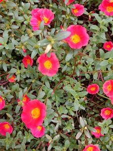 Vibrant Pink Portulaca Flowers