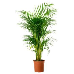 Areca Indoor Plant Pack Of 1