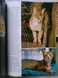The love of cats