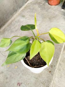 Hanging Plants Combo (4 Varities)