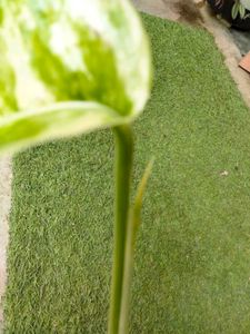 Varigated Epiprenum