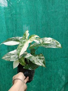 Sygonium Albo Variegat