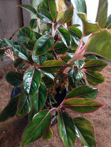 Aglaonema Plant
