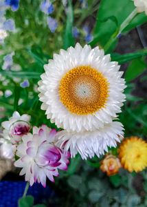 Strawflowers Seeds