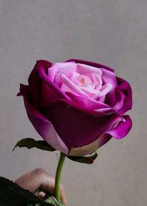 Hot  Velvet Rose In 💜💜 Colour