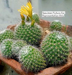 Fishhook Cactus (Yellow Bloom) FerocactusWislizeni