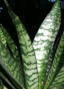 Snake Plant(Dwarf type)