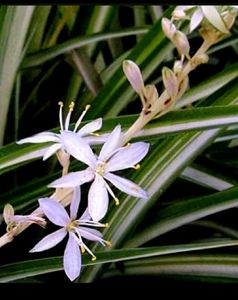 Set 3 Chlorophytum laxum &amp; Turtle Plants