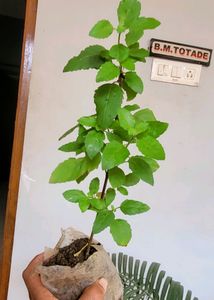 Set 2 Plants🪴