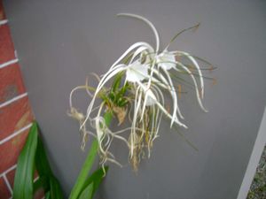 Sony Cybershot Dsc S500 Digital Camera