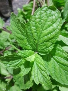 MINT LEAVES