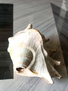 Large Decorative Seashell