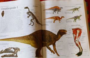 DK ultimate Family Visual Dictionary