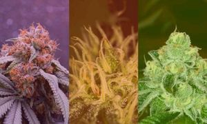 Vibrant FLOWER Seeds