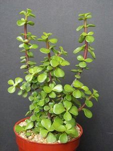 Plant Combo For Beginners