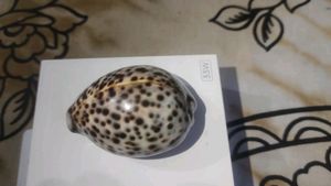 Beautiful Sea Shell Paperweight