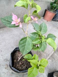 Bourgainvilleas Combo