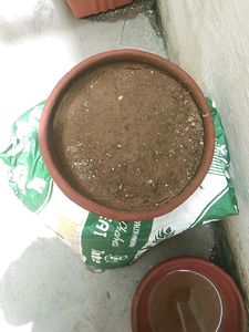 Brand New Compost Soil Good For Plants