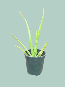 Small Aloe Vera Plant
