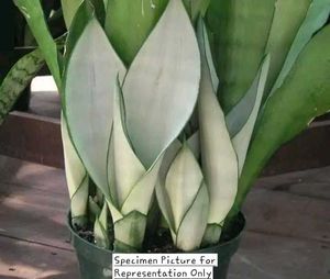 Sansevieria 'Moonshine' (Silver Snakeplant)